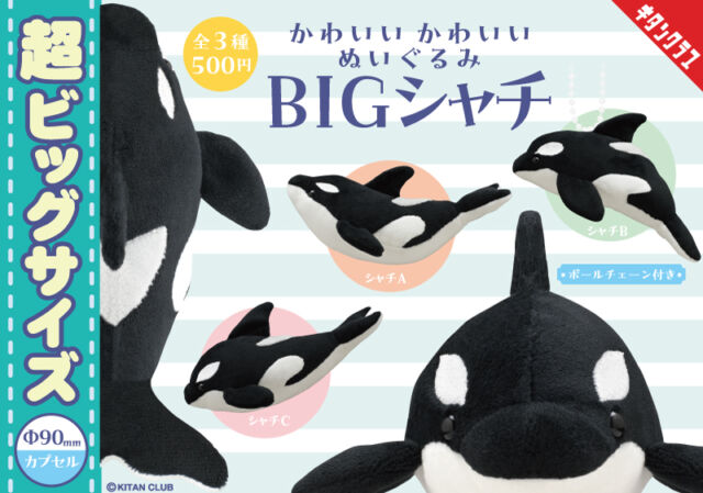 .
＼📢再販情報／

大海原の人気者がBIGサイズのぬいぐるみになった
【#かわいいかわいいぬいぐるみ BIG シャチ】が帰ってきます🌊
ふわふわで、かわいくて、存在感も抜群✨

7/17（金）より全国のカプセルトイ売場に順次登場🫍
見逃していた方も、この機会をお見逃しなく💨

🔗https://kitan.jp/products/kkn_bigorca/

#カプセルトイ #ガチャガチャ #ガチャ #カプトイ #キタンクラブ #kitanclub #かわいいかわいいぬいぐるみ #BIG #シャチ #orca #ぬいぐるみ
