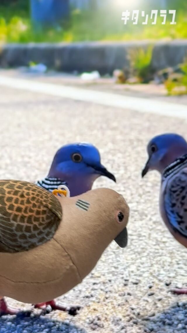 .
本日は8月10日で #ハトの日 🐦

#鳩のぬいぐるみ は
全国のカプセルトイ売場にて発売中！

🕊️https://kitan.jp/products/hato_nui/

#カプセルトイ #ガチャガチャ #ガチャ