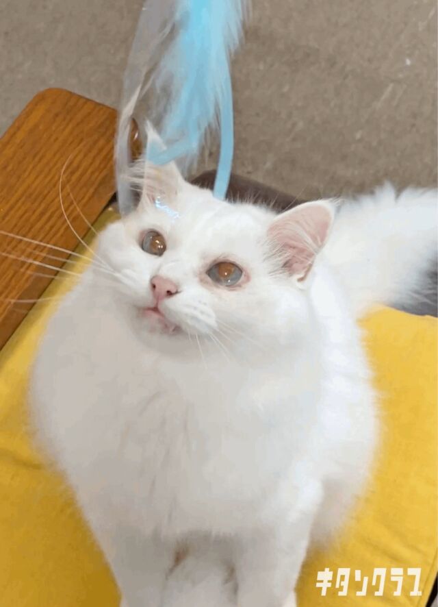.
キタンクラブ社員の飼い猫ちゃんもこの勢いッ…！

猫ちゃんが夢中になる要素を散りばめた
【#マジカルステッキねこじゃらし ４】は発売中✨

https://kitan.jp/products/nekostick4/

#カプセルトイ #ガチャガチャ #ガチャ #カプトイ #キタンクラブ #kitanclub #猫 #ねこ #cat #猫のいる生活